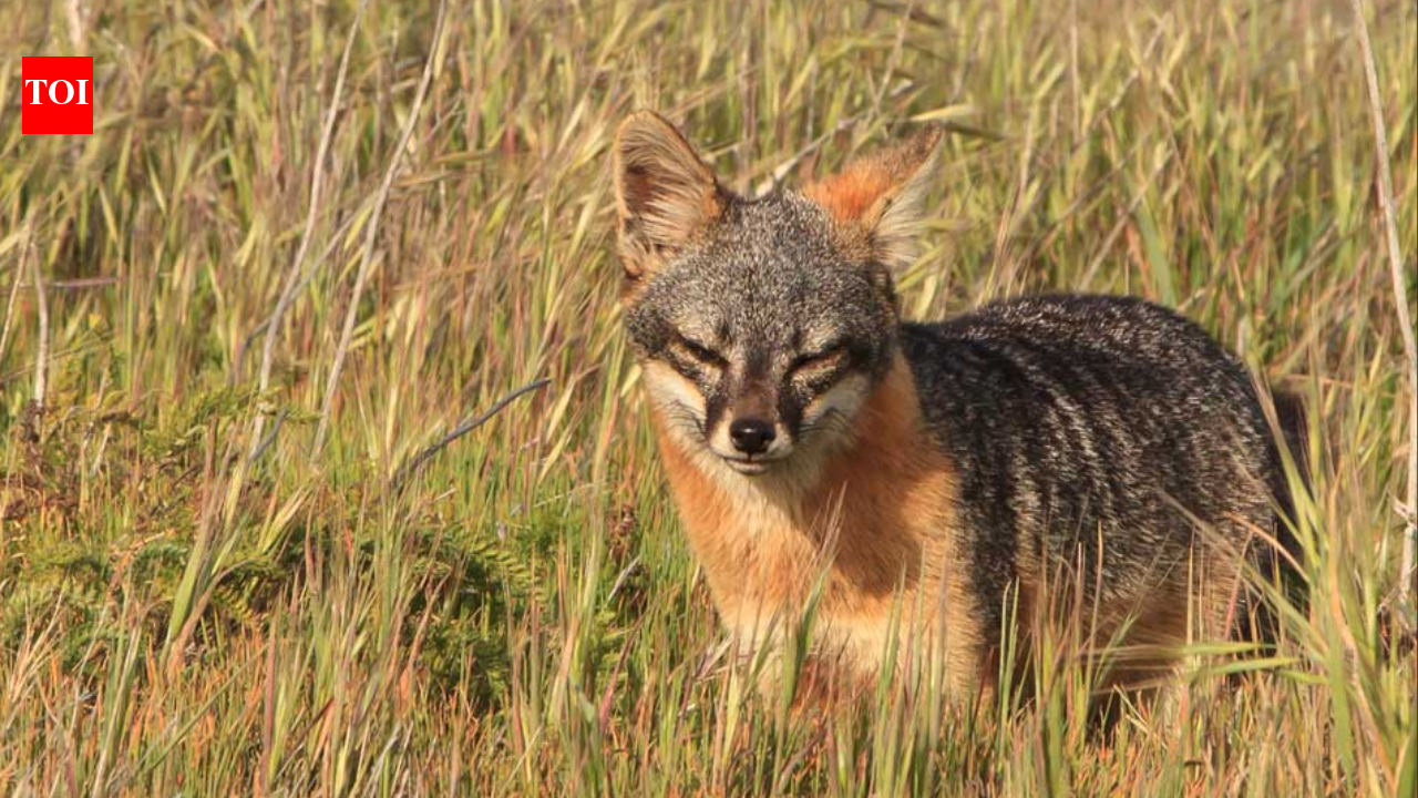 In 1999, just 15 island foxes remained on each of two California islands; captive breeding...