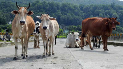 Animal shelters to cost 7,000 crore, can't build them, NHAI tells SC