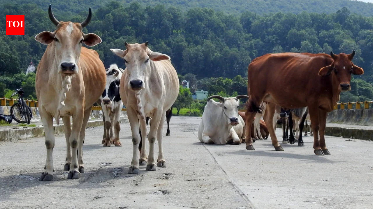 Animal shelters to cost 7,000 crore, can't build them, NHAI tells SC