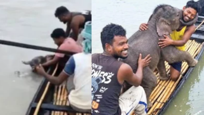Swept away by raging Teesta in Bengal, elephant calf saved by four fishermen