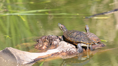 In the 1980s, red-eared sliders became popular pets: How released turtles established wild populations and began competing with native freshwater turtles