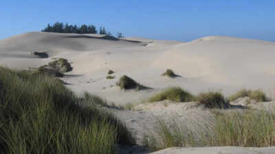 In 1910, Oregon planted European beachgrass to stabilize shifting dunes; it spread along the coast, reshaped the landscape and squeezed open sandy habitat used by native wildlife