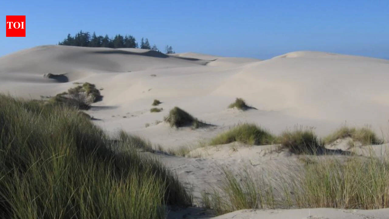 Oregon introduced beachgrass to hold shifting sand in place; it later changed the entire dune system