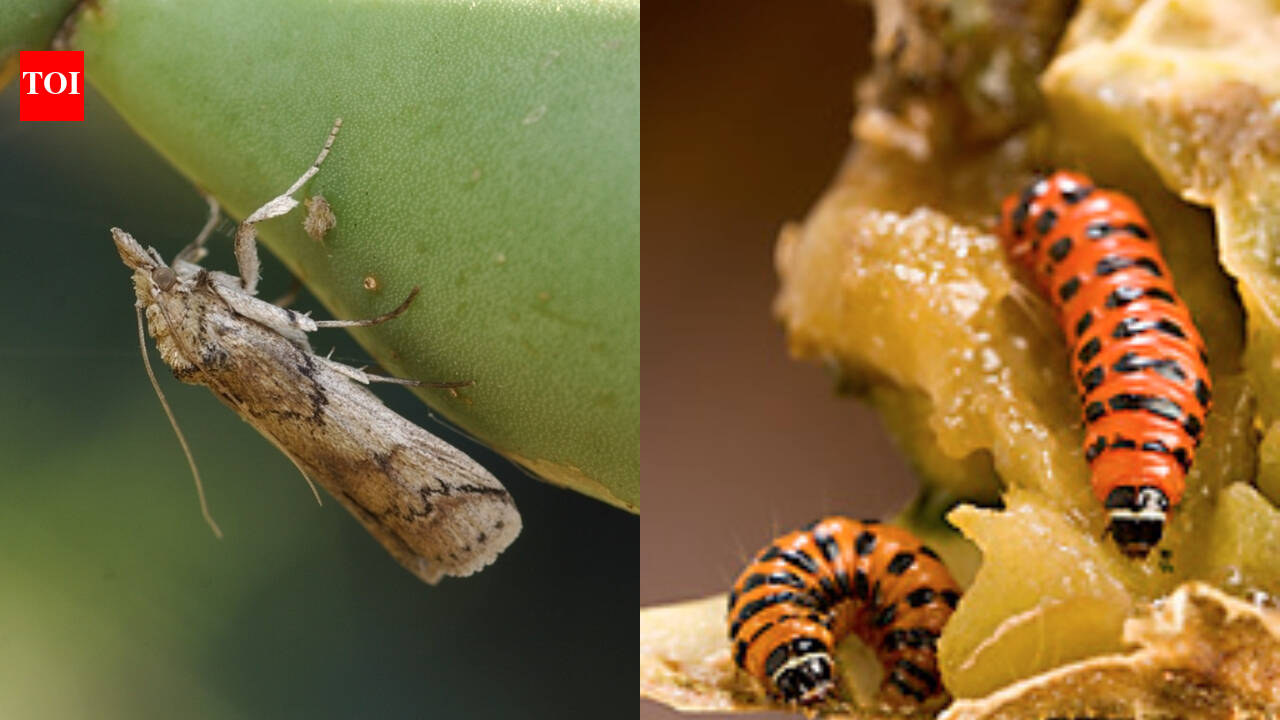 South American moth brought to fight prickly pear now threatens native U.S. cacti