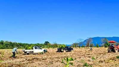 Australia began restoring a damaged swamp forest on former sugarcane land; trees planted less than a year ago grew more than 4 metres