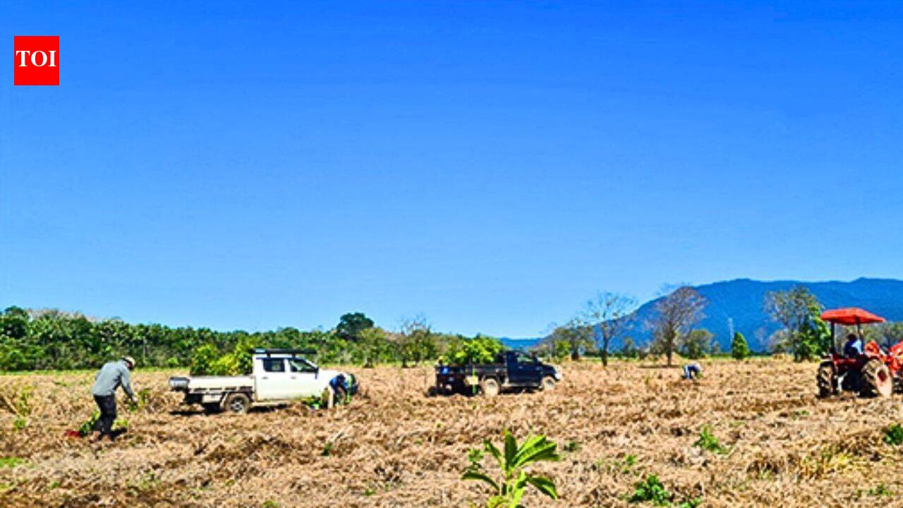 Australia began restoring a damaged swamp forest on former sugarcane land; trees planted less than a year ago grew more than 4 metres