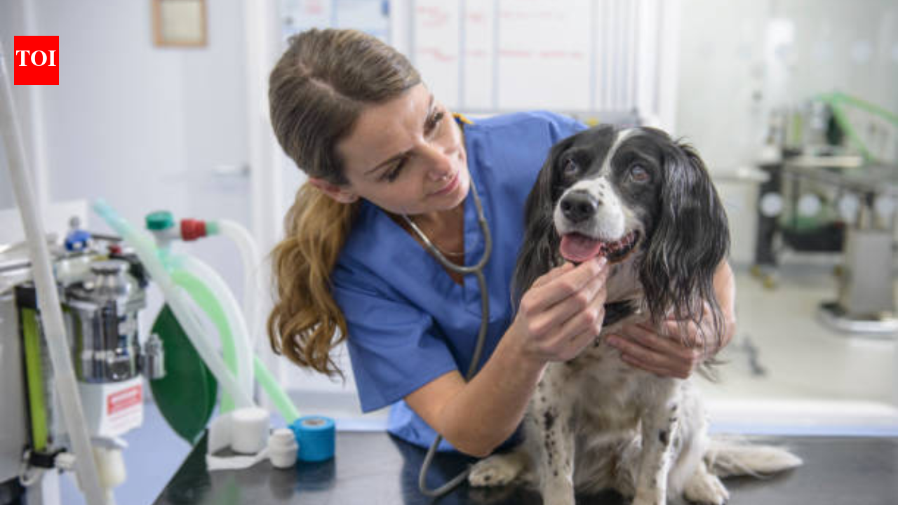 US couple donates $250 million to animal support and welfare organisations for access to pet healthcare