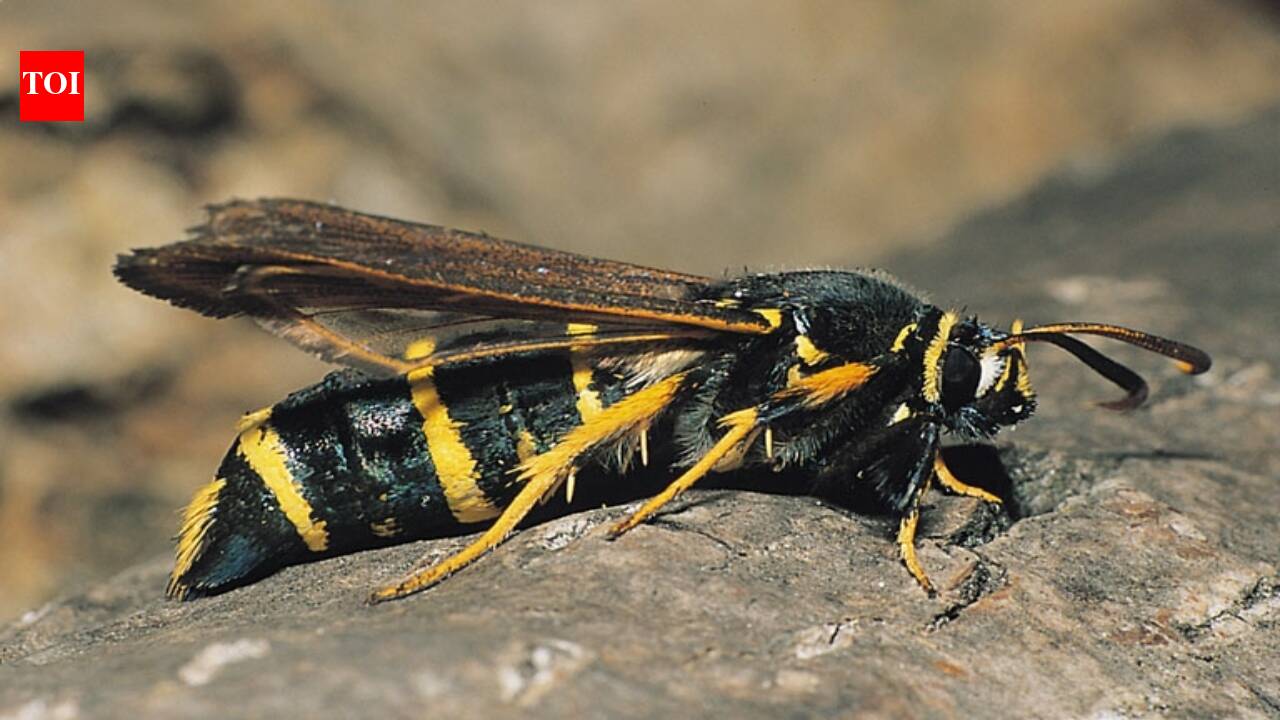 In 2024, a Welsh ecologist posted a moth on Instagram; museum experts found it was a Guyana species unknown to science, 4,300 miles from home