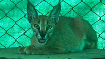 Rare female caracal radio-collared released into wild in Rajasthan's Jaisalmer