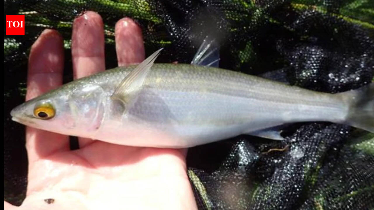 Tasmania removed invasive rice grass; fish species more than doubled in 3 years