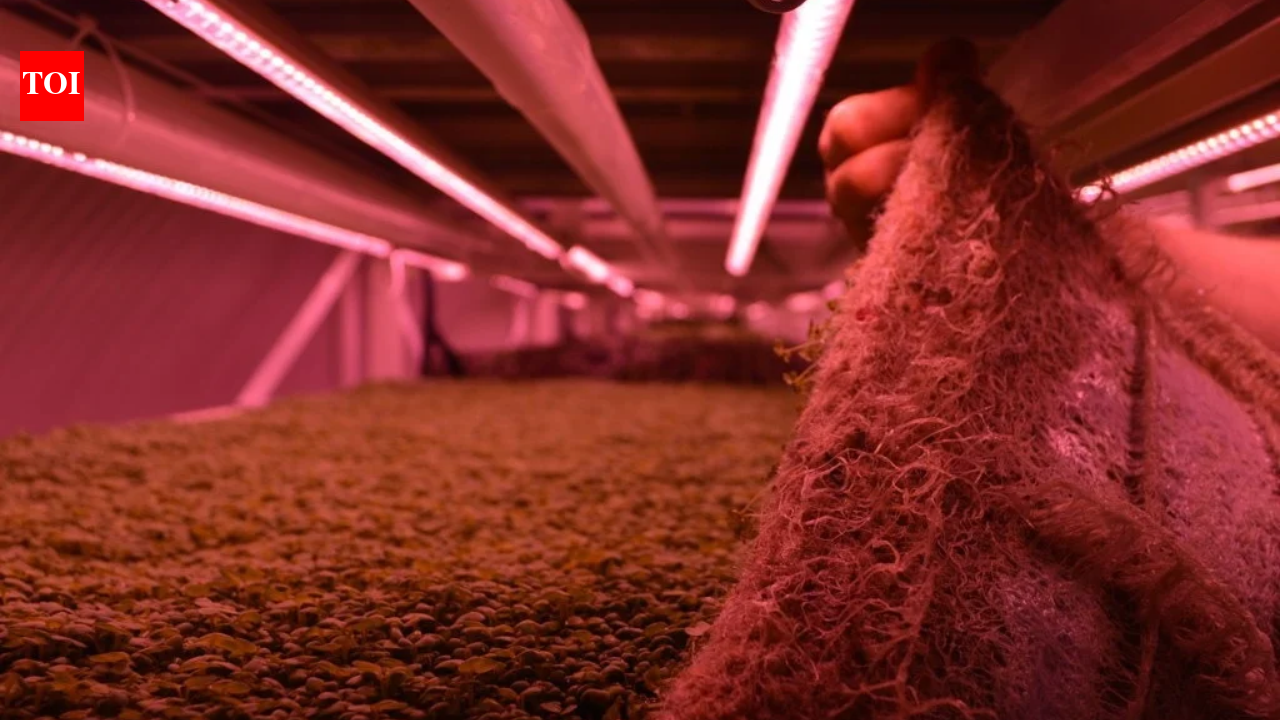 A London air-raid shelter built for wartime protection now grows salad leaves underground, using LED lights instead of sunlight