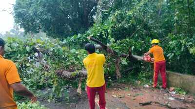 Uprooted trees disrupt traffic as rain batters south Odisha