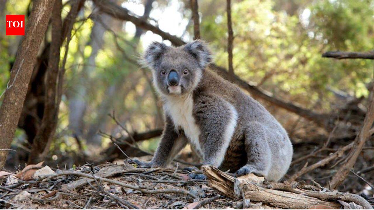Hugh Jackman backed a new Australian wildlife sanctuary campaign as koalas face habitat loss and declining populations