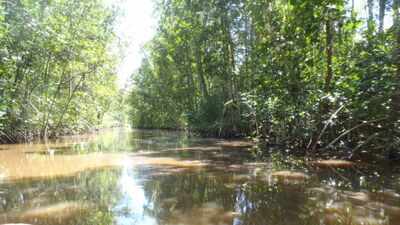 Guyana planted more than 500,000 mangroves along its coast; 5 to 11 years later restored forests were already supporting fish communities similar to natural mangroves