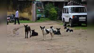 Ranchi accounts for 14% of dog bite cases in state till Aug