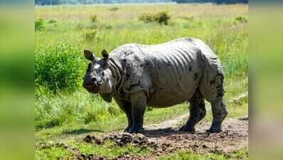Govt plans to reintroduce rhinos in VTR, may bring them from Assam & Bengal