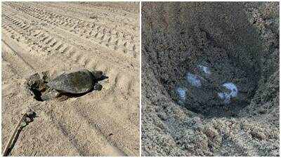 An olive ridley sea turtle lays eggs on Southern California beach for first time in recorded history; turtle eggs to be monitored for up to 60 days