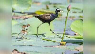Birds return as KMDA stops Sarobar clean-up after alarm raised by birders