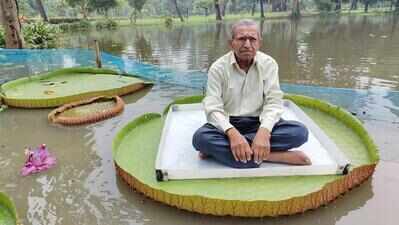 How’s this for a chair? Botanic Gardens invites visitors to sit on giant water lily leaves