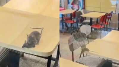 Rats on the menu? McDonald’s outlet in Gujarat caught on camera with rodents roaming tables