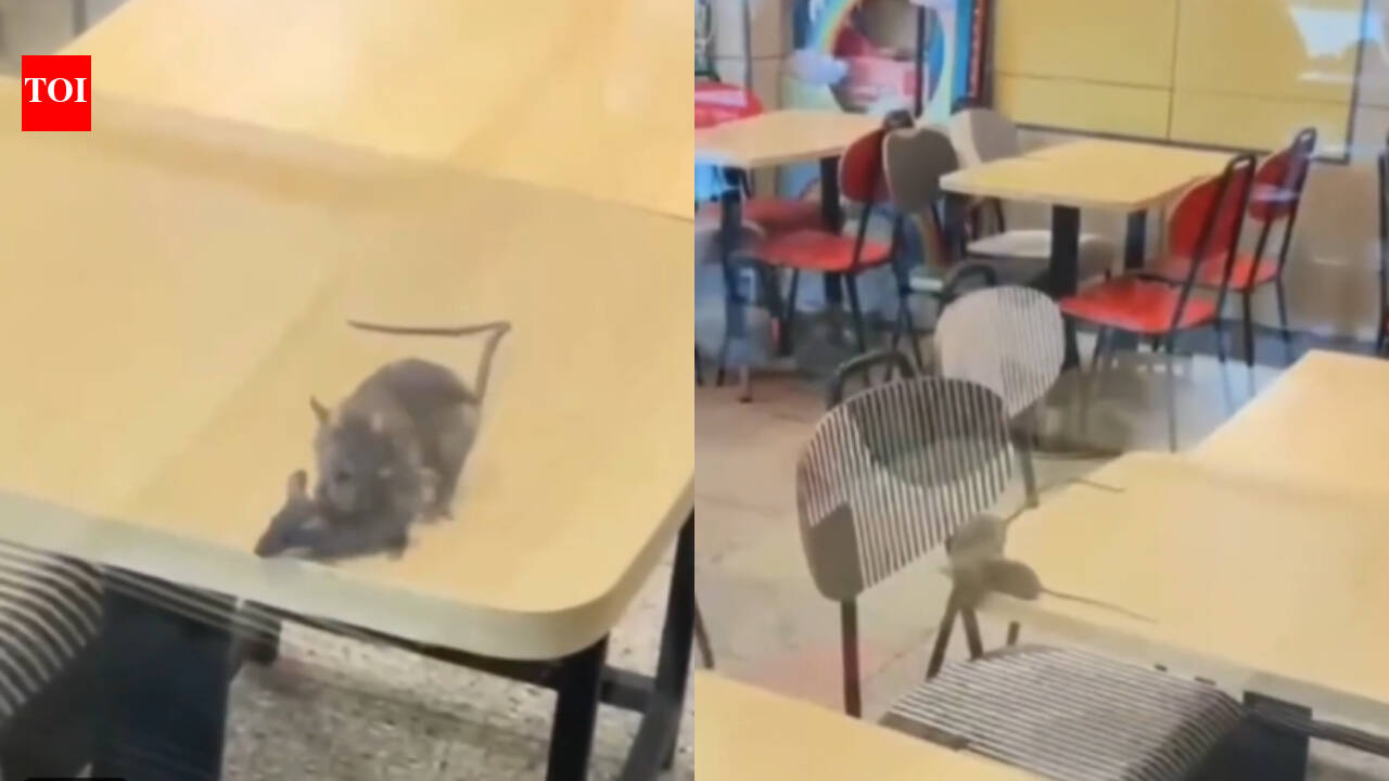 Rats on the menu? McDonald’s outlet in Gujarat caught on camera with rodents roaming tables