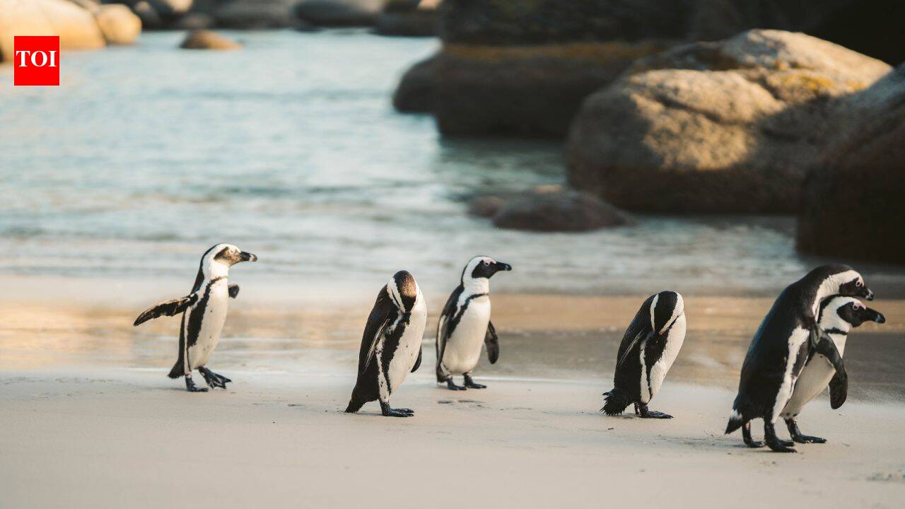Phillip Island’s fox fight helps little-penguin colony grow from 12,000 to 40,000 birds