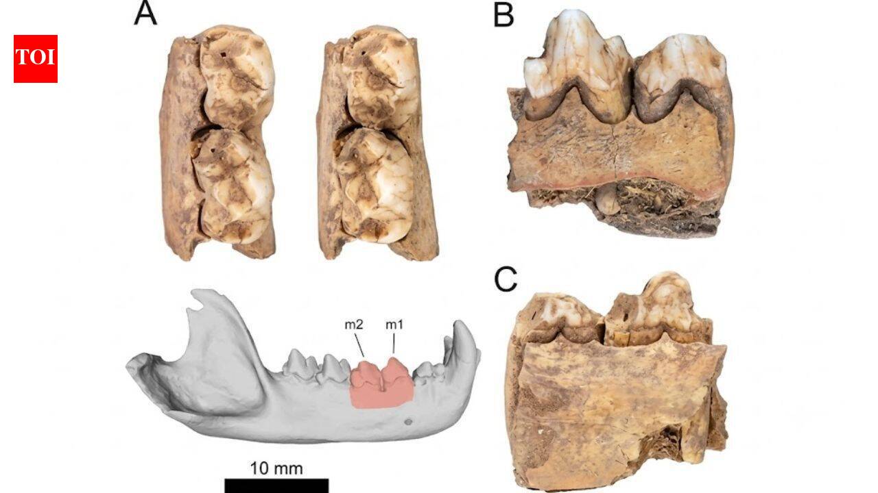 Tasmanian devils lived in Australia’s Pilbara for at least 45,000 years before disappearing from mainland Australia 3,200 years ago