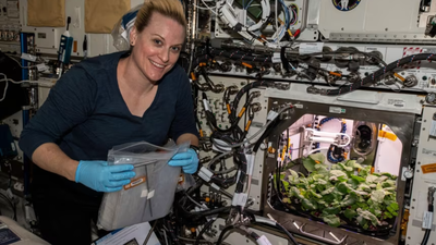 Scientists grew lettuce, mustard, wheat, radish, tomato and peas on the ISS; their edible parts had microbial counts within Earth ranges