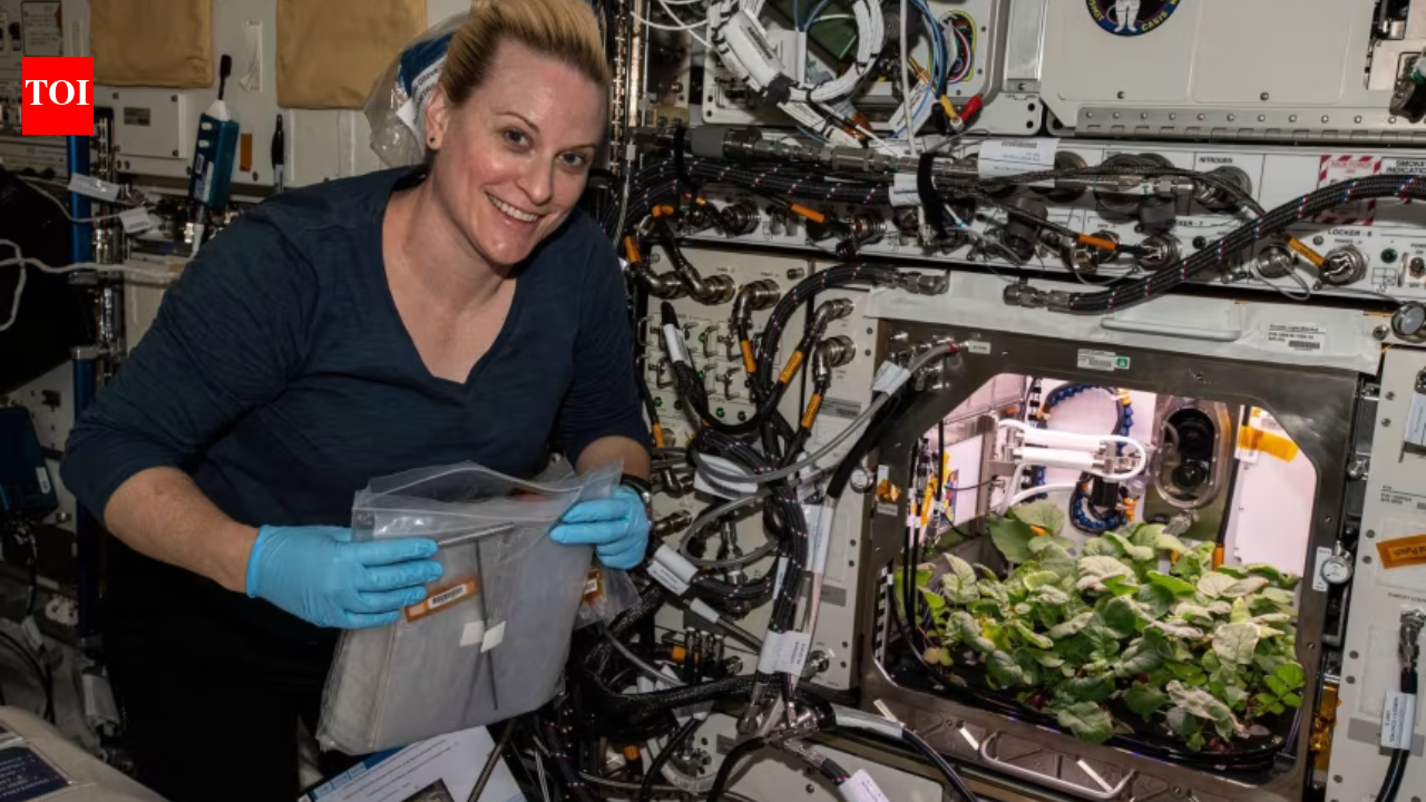 Scientists grew lettuce, mustard, wheat, radish, tomato and peas on the ISS; their edible parts had microbial counts within Earth ranges