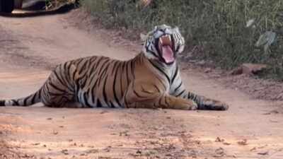 Tiger naps in middle of Ranthambore road as safari jeeps wait; foreign tourist calls it 'Classic India' moment, shares video