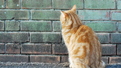 Why do cats sometimes stare at empty walls? The science behind this strange behaviour
