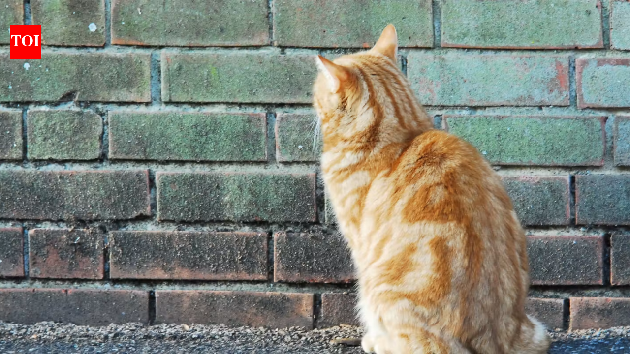 👀 Why Your Cat Stares At Empty Walls