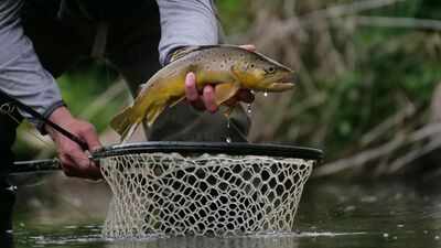 In 2001, California began removing non-native trout from high-Sierra lakes; by 2011 nearly 44,000 fish were removed from 19 lakes, as frogs in three restoration lakes rose from about 190 to over 18,800