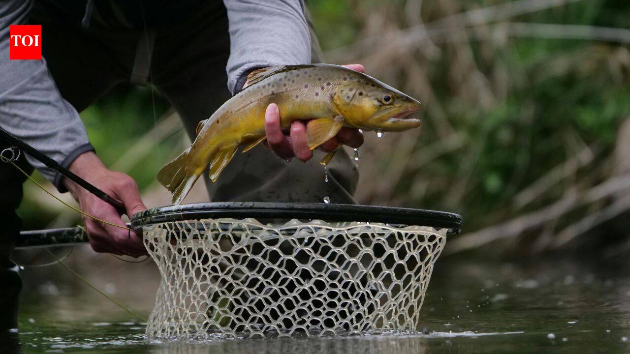 California removed 44,000 trout from Sierra lakes, helping frog numbers soar from 190 to 18,800