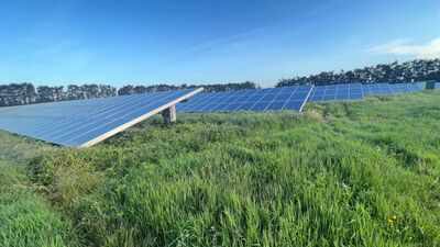 Solar farms with taller grass, wildflowers and hedgerows supported more birds; study recorded 35.1 per 4 hectares