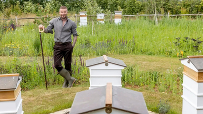 David Beckham started keeping bees during lockdown and now produces his own honey; expert explains how managed hives can affect wild pollinators