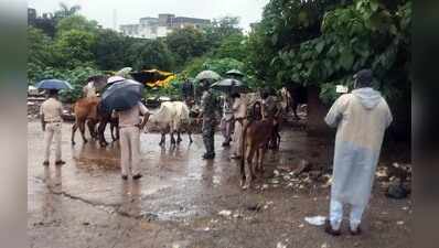 80 heads of cattle recovered during raid on ‘illegal slaughterhouse’
