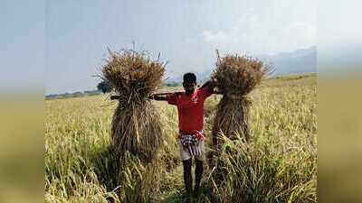 Area under paddy increased in Odisha in 2024-25: Singhdeo