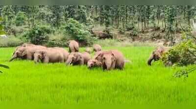 Man trampled to death by elephant in Midnapore forest