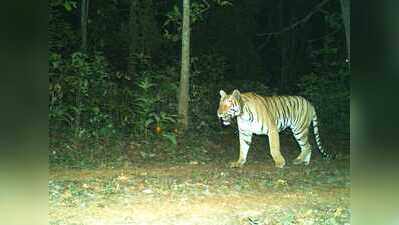Similipal tiger tracking trips on rain, GPS failure