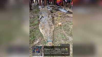 10-ft crocodile rescued from village pond near Bhitarkanika