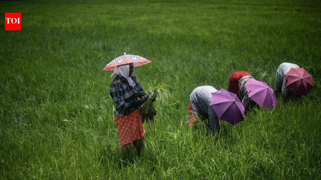 14 new crop varieties to help farmers beat climate stress
