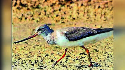 Terek sandpiper spotted at Pallikaranai; bird tally goes to 205