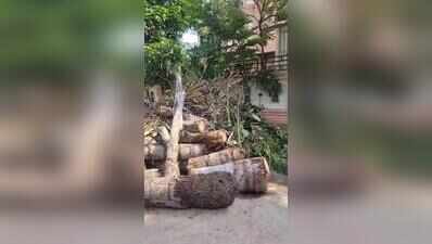 Trees felled in Science City society, chairman gets notice