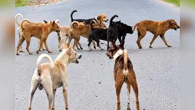 900 stray dogs inside Fbd schools, shelter yet to take off