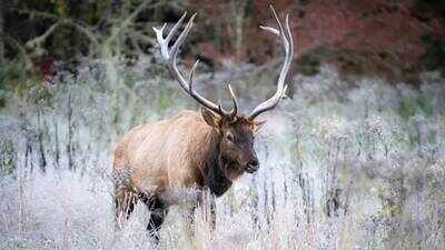 In 2001, 25 elk were brought to Great Smoky Mountains National Park from Kentucky; 25 years later, more than 250 elk have been recorded in the Smokies