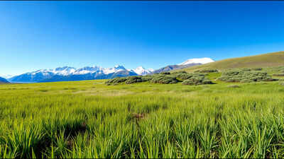 Scientists warmed a Colorado grassland for 29 years, but shrubs increased 150% while grasses and wildflowers fell 28%