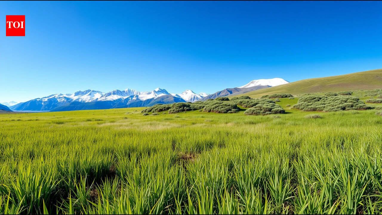 Scientists warmed a Colorado grassland for 29 years, but shrubs increased 150% while grasses and wildflowers fell 28%