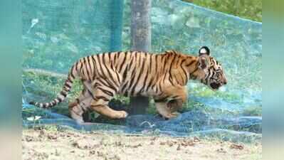 Assam tiger cub rescued from fishing net, forest teams try to reunite it with mother