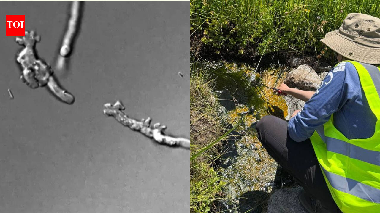 New California amoeba sets heat record for complex life at 145°F